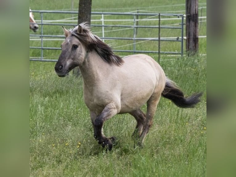 Konik Wallach 13 Jahre Falbe in Werdum