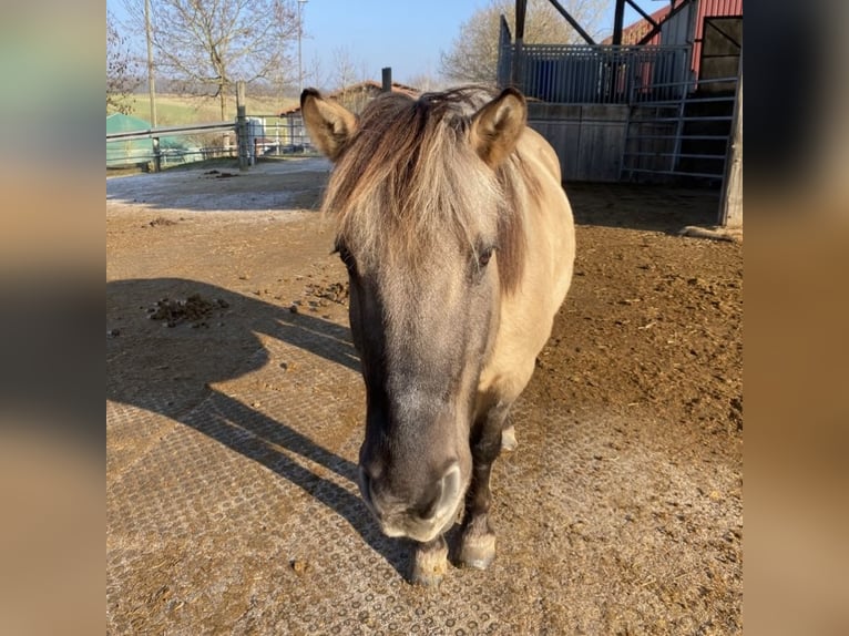 Konik Wallach 13 Jahre Falbe in Werdum