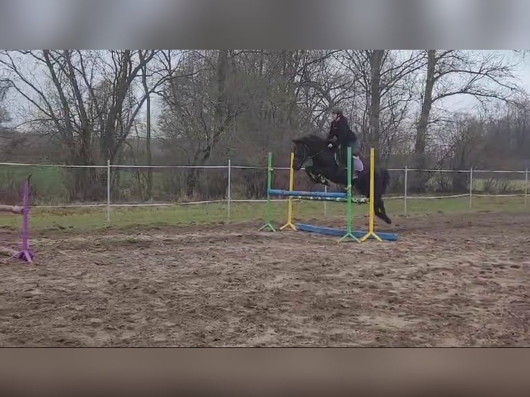 Konik Wallach 14 Jahre 130 cm Dunkelbrauner in Kobyla Góra