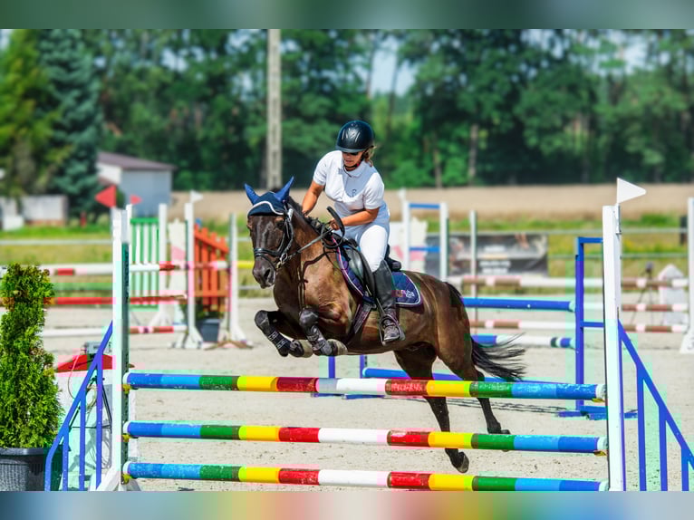 Konik Wallach 14 Jahre 130 cm Dunkelbrauner in Kobyla Góra