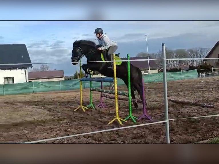 Konik Wallach 14 Jahre 130 cm Dunkelbrauner in Kobyla Góra