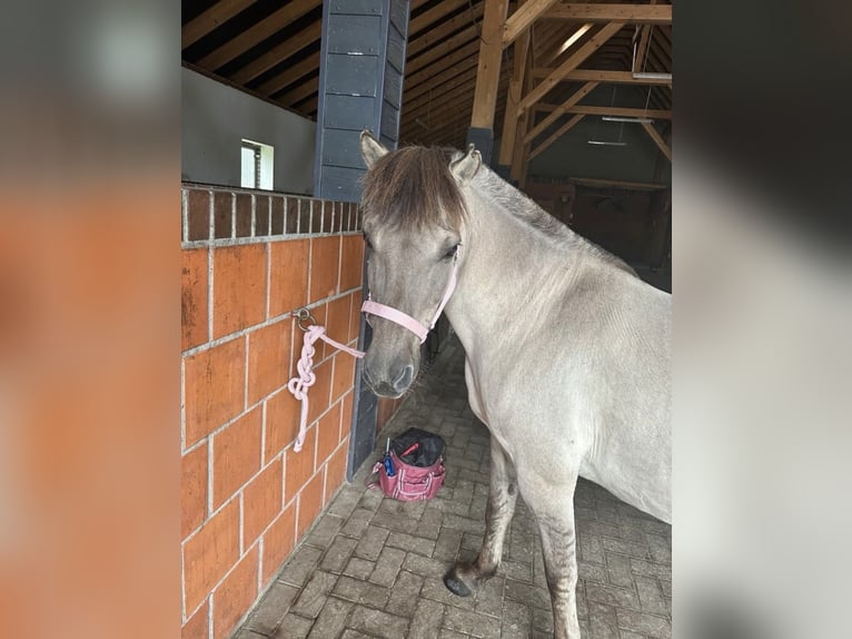 Konik Wallach 15 Jahre 132 cm Falbe in Wiesede