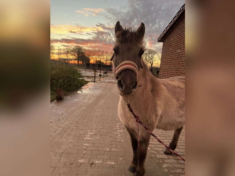 Konik Wallach 15 Jahre 134 cm Falbe in Wiesede