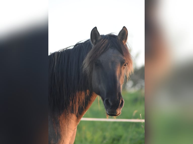 Konik Mix Wallach 16 Jahre 152 cm in Melsbach