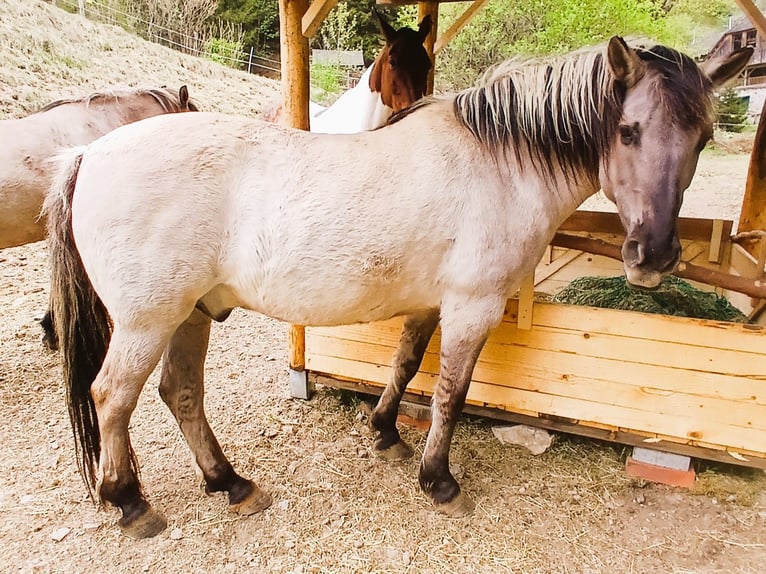 Konik Wallach 18 Jahre Falbe in Mühlen
