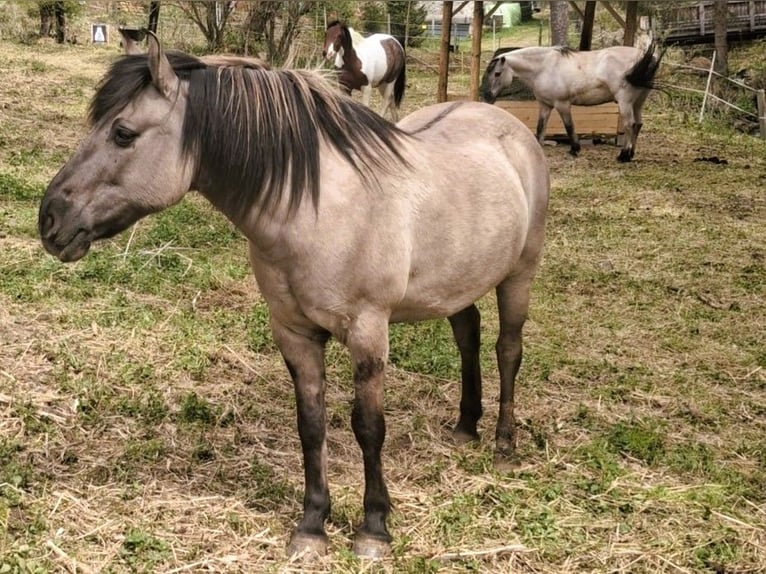 Konik Wallach 18 Jahre Falbe in Mühlen
