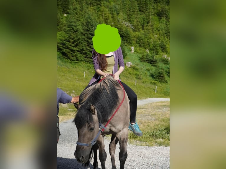 Konik Wallach 18 Jahre Falbe in Mühlen