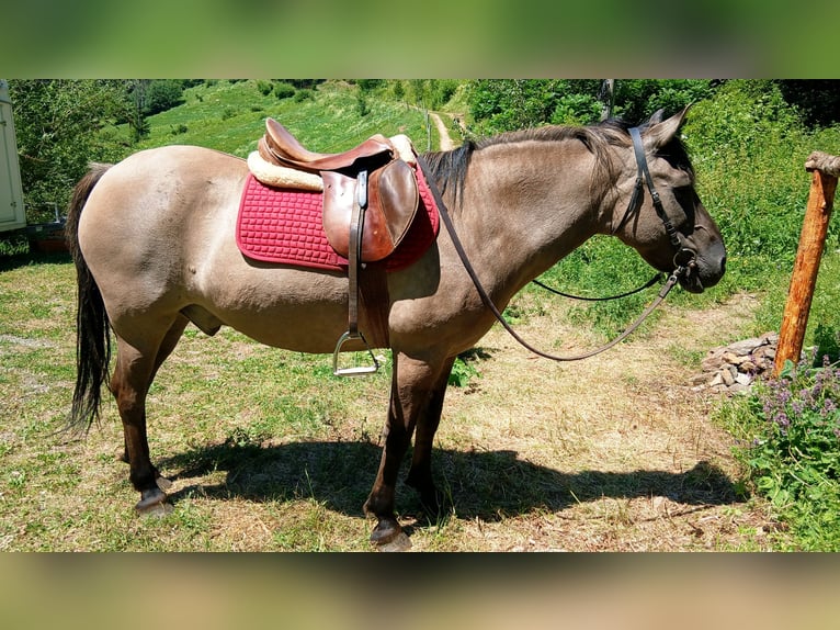 Konik Wallach 18 Jahre Falbe in Mühlen