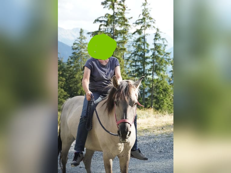 Konik Wallach 18 Jahre Falbe in Mühlen