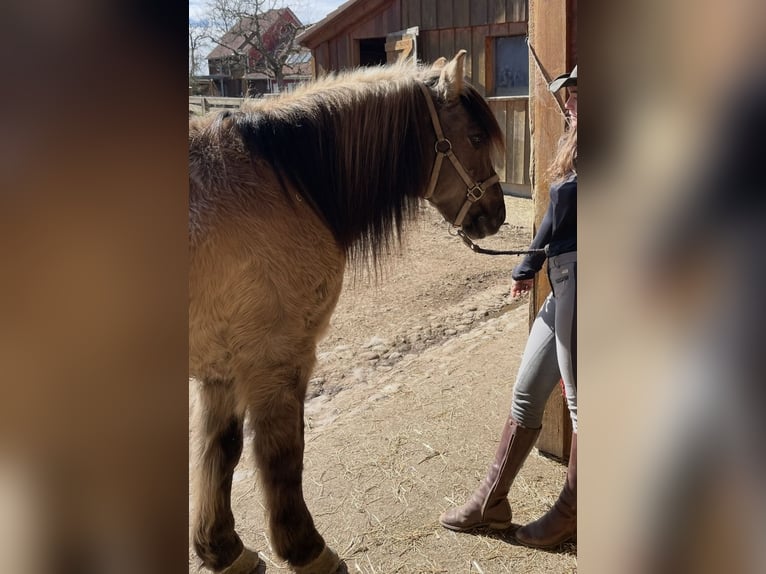 Konik Wallach 27 Jahre 140 cm Schimmel in IllmenseeIllmensee