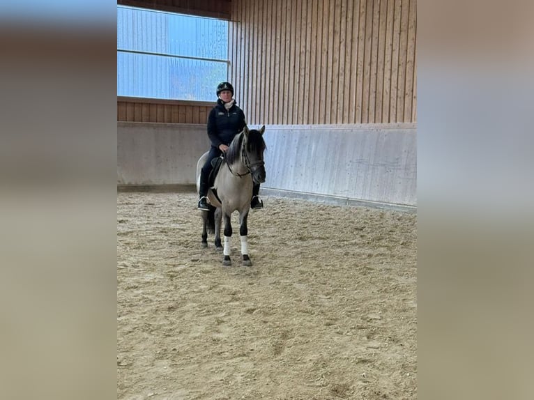 Konik Wallach 3 Jahre 140 cm Falbe in Wellheim