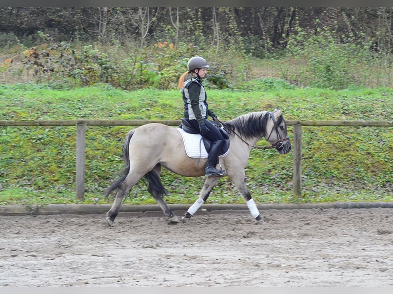 Konik Wallach 3 Jahre 140 cm Falbe in Wellheim