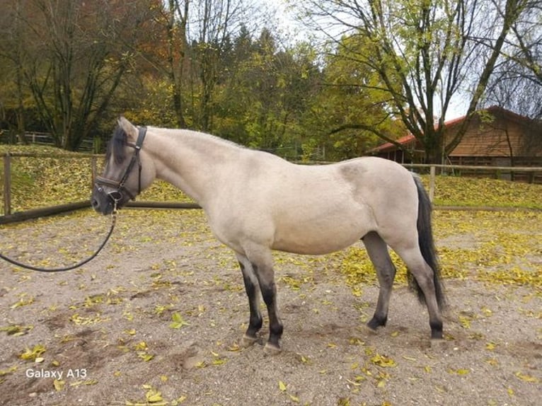Konik Wallach 3 Jahre 140 cm Falbe in Wellheim