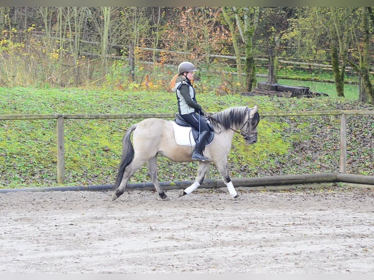 Konik Wallach 3 Jahre 140 cm Falbe in Wellheim