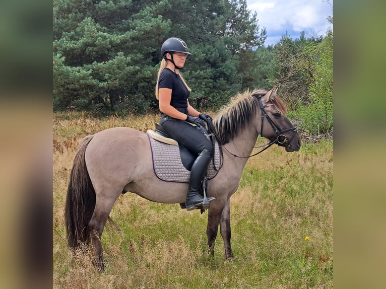 Konik Wallach 3 Jahre 140 cm Falbe in Forst