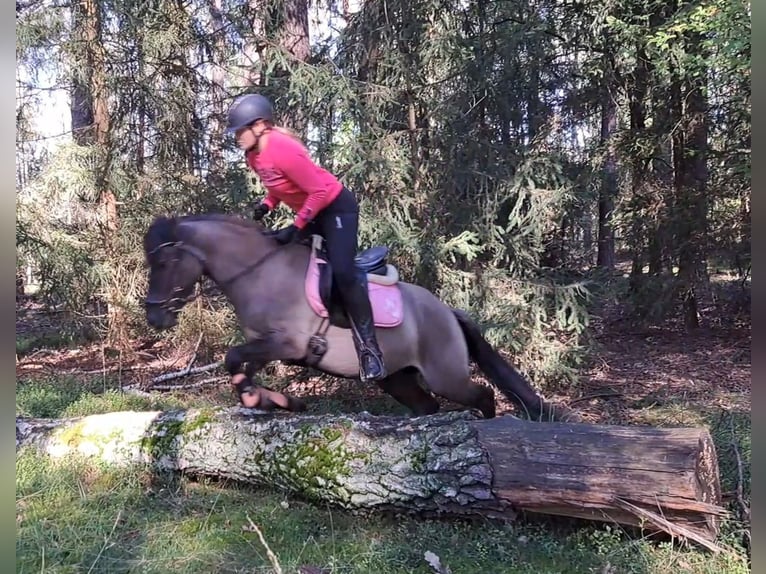 Konik Wallach 3 Jahre 142 cm Falbe in FORST