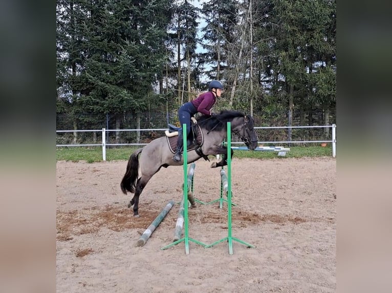 Konik Wallach 3 Jahre 142 cm Falbe in FORST