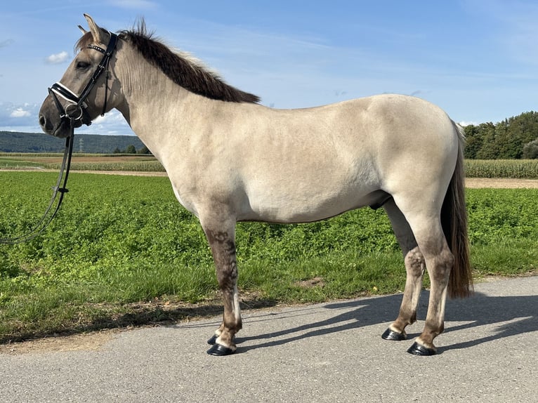 Konik Mix Wallach 3 Jahre 143 cm Falbe in Riedlingen