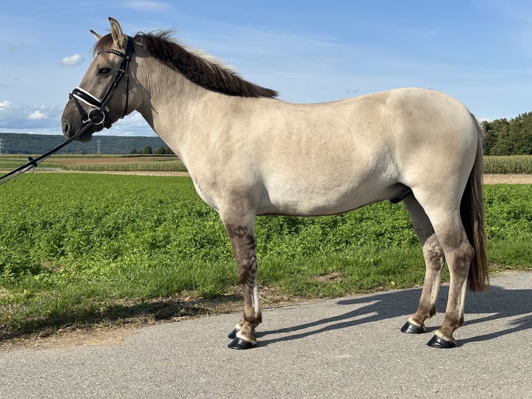 Konik Mix Wallach 3 Jahre 143 cm Falbe in Riedlingen