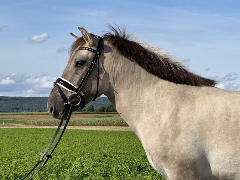 Konik Mix Wallach 3 Jahre 143 cm Falbe in Riedlingen