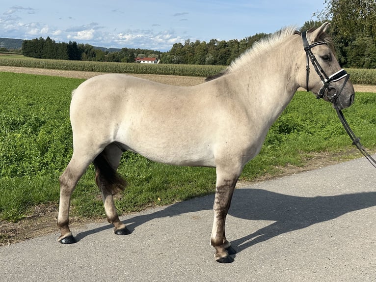 Konik Mix Wallach 3 Jahre 143 cm Falbe in Riedlingen