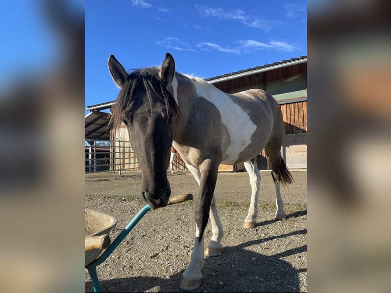 Konik Mix Wallach 3 Jahre 145 cm Schecke in Laufen