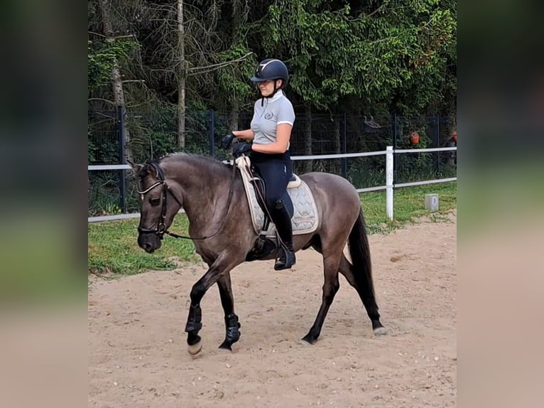 Konik Mix Wallach 3 Jahre 150 cm Falbe in Forst