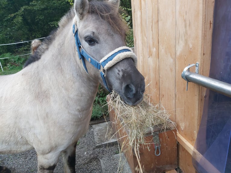 Konik Mix Wallach 4 Jahre 120 cm  in Rohrdorf