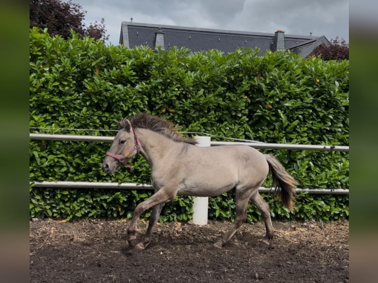 Konik Wallach 4 Jahre 133 cm Falbe in Niederzier
