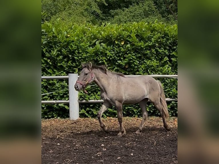 Konik Wallach 4 Jahre 133 cm Falbe in Niederzier