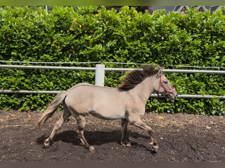 Konik Wallach 4 Jahre 133 cm Falbe in Niederzier