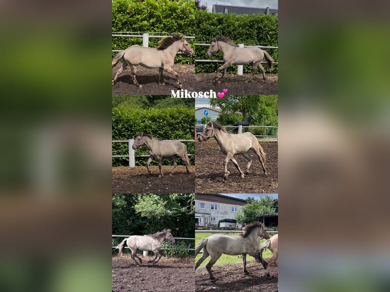 Konik Wallach 4 Jahre 133 cm Falbe in Niederzier
