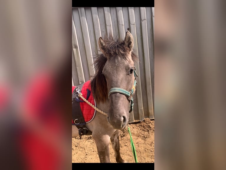 Konik Wallach 4 Jahre 133 cm Falbe in Niederzier