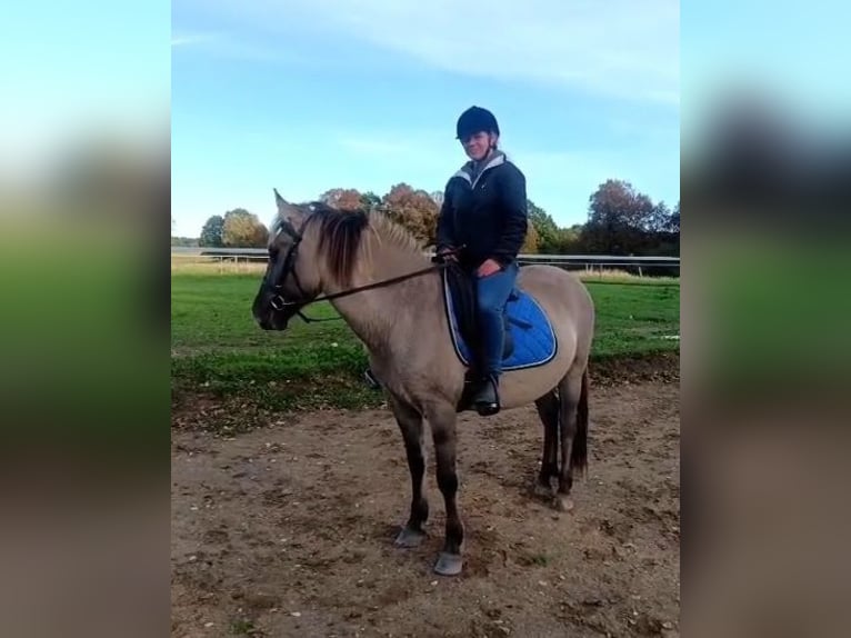 Konik Wallach 4 Jahre 140 cm Falbe in Forst Konik Wallach 4 Jahre 140 cm Falbe in Forst