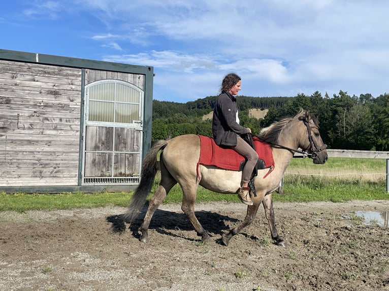 Konik Wallach 4 Jahre 140 cm in Fuchstal