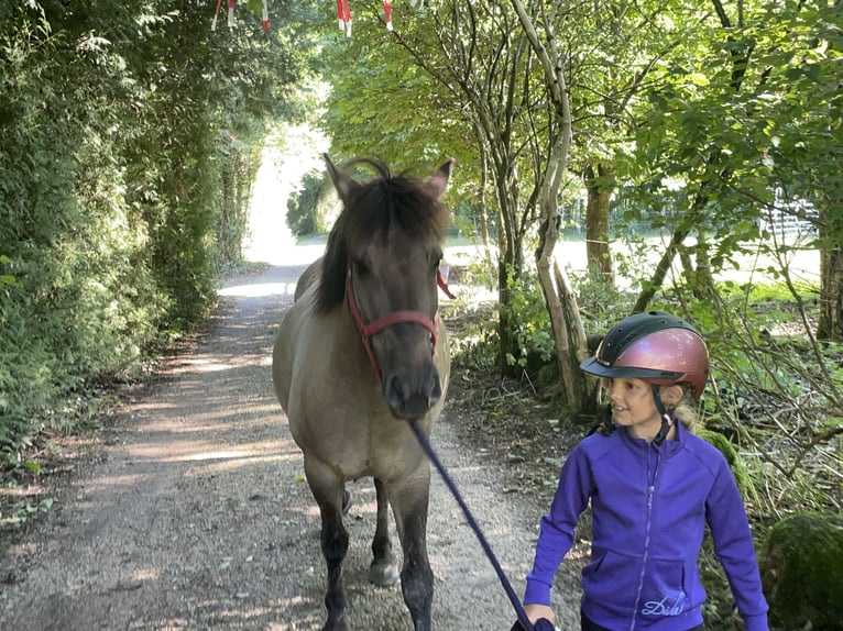 Konik Wallach 4 Jahre 140 cm in Fuchstal