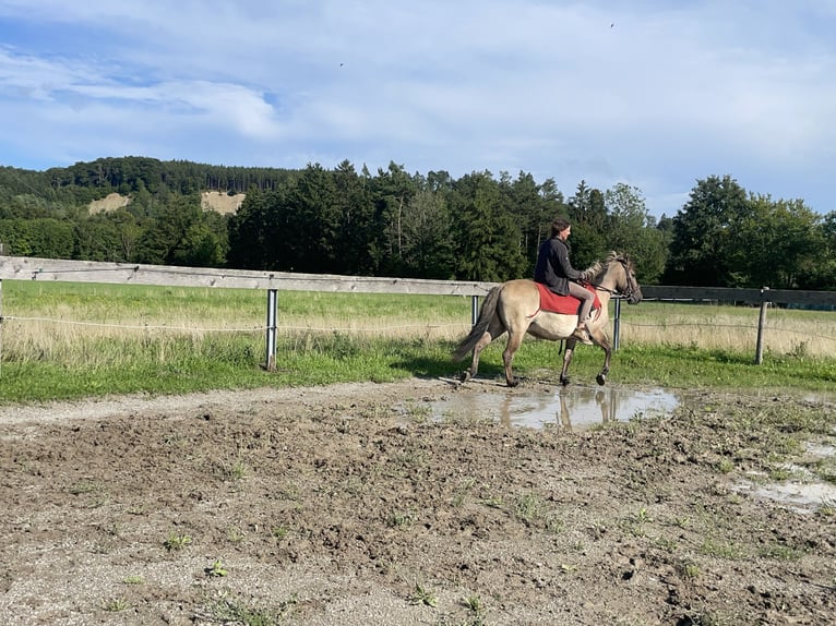 Konik Wallach 4 Jahre 140 cm in Fuchstal