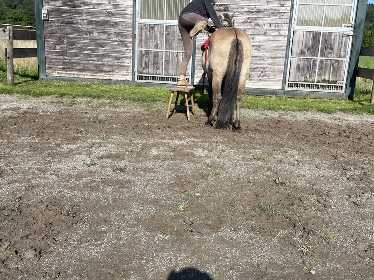 Konik Wallach 4 Jahre 140 cm in Fuchstal