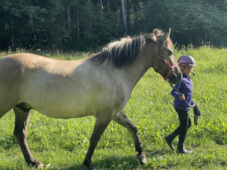 Konik Wallach 4 Jahre 140 cm in Fuchstal