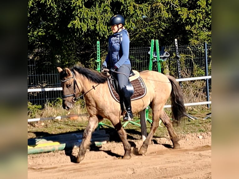 Konik Wallach 4 Jahre 141 cm Falbe in Forst