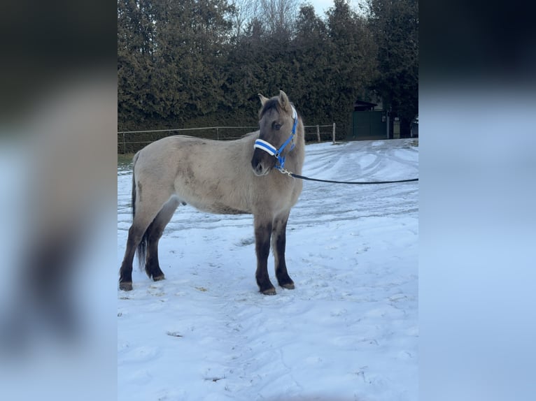 Konik Wallach 4 Jahre 142 cm Falbe in Fuchstal