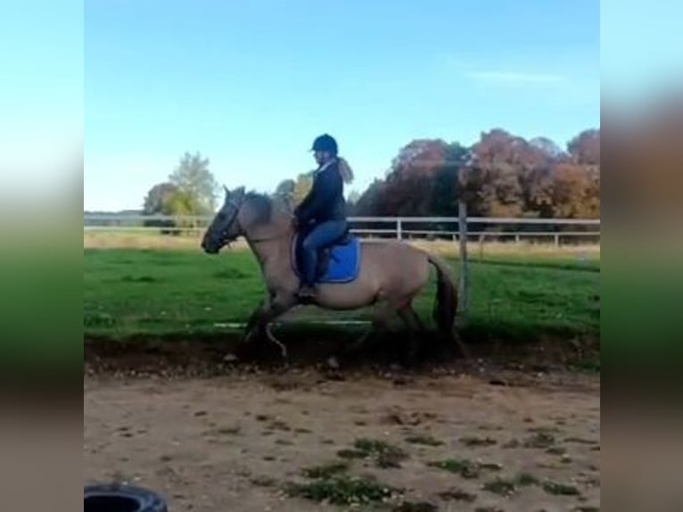 Konik Wallach 4 Jahre 142 cm Falbe in Forst