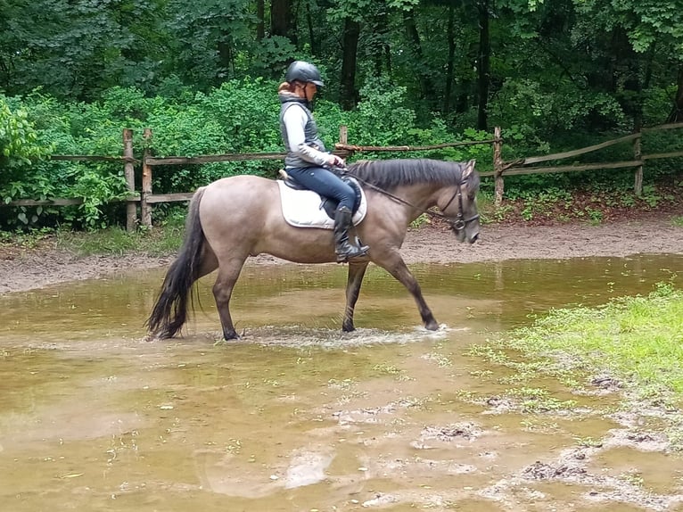 Konik Wallach 4 Jahre 142 cm in Gorlitz