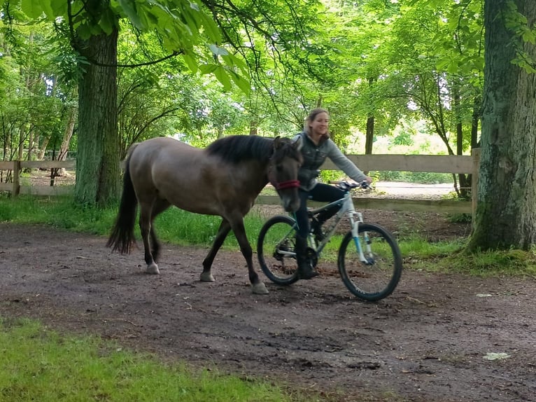 Konik Wallach 4 Jahre 142 cm in Gorlitz