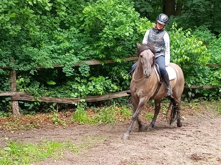 Konik Wallach 4 Jahre 142 cm in Gorlitz