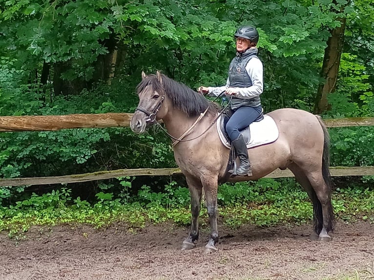 Konik Wallach 4 Jahre 142 cm in Gorlitz