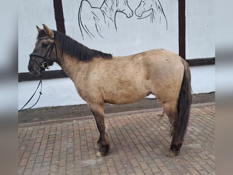 Konik Wallach 4 Jahre 144 cm Falbe in Forst