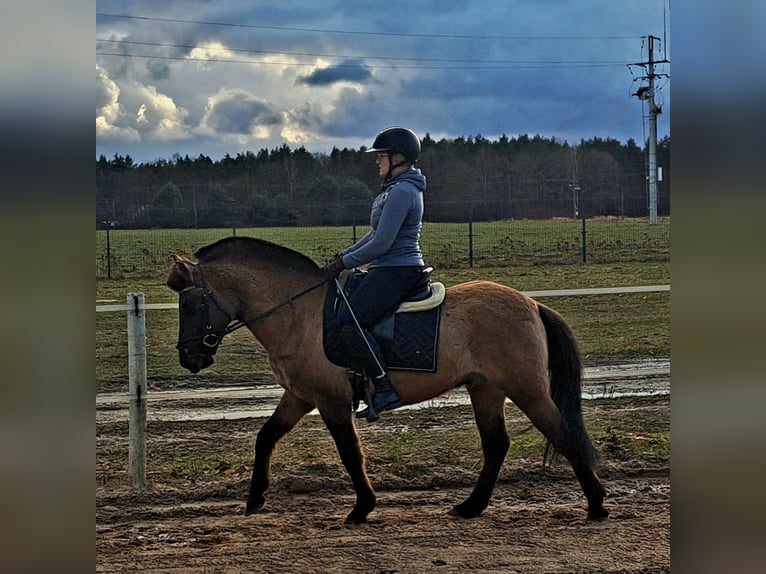 Konik Wallach 4 Jahre 145 cm Falbe in Forst