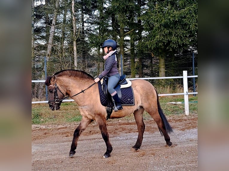 Konik Wallach 4 Jahre 145 cm Falbe in Forst