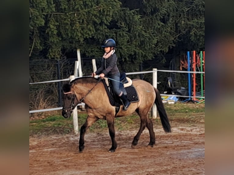 Konik Wallach 4 Jahre 145 cm Falbe in Forst